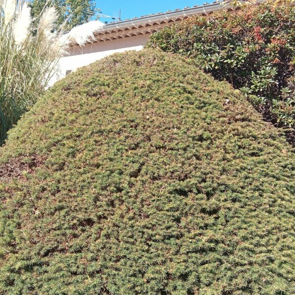 galerie taille buisson