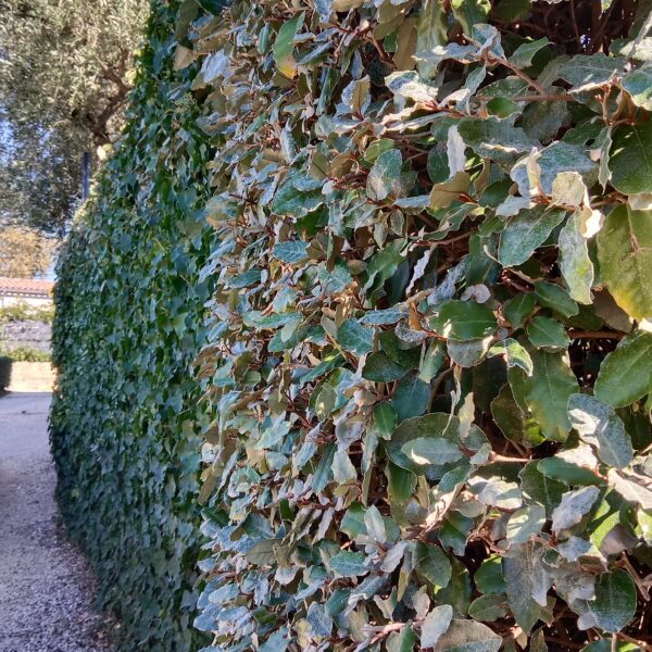 galerie taille de haie