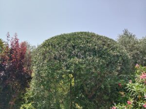 jardinier saint cezaire sur siagne